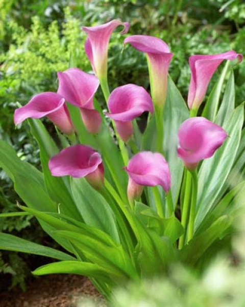 Zantedeschia Captain Violetta